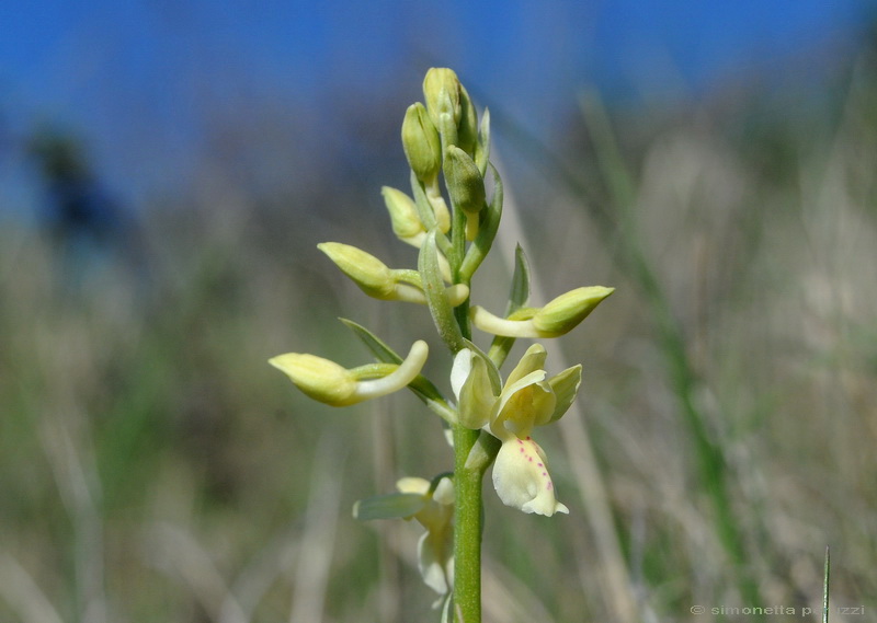 Orchidee del Chianti - Ophrys sphegodes e altre...